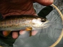2007-04-22 046.JPG